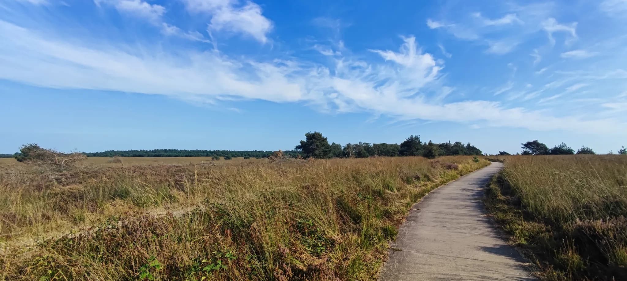 Heide in bloei met glooiende heuvels
