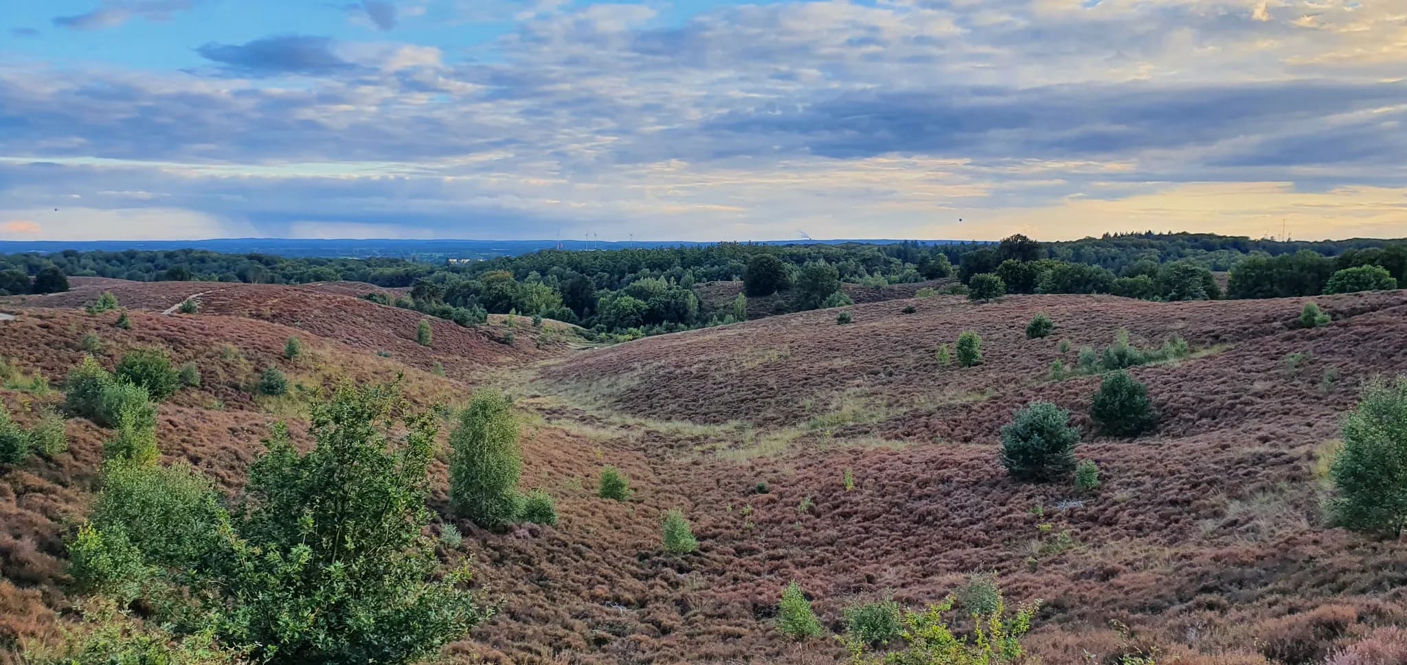 Smal fietspad slingerend door droge heide onder een blauwe lucht